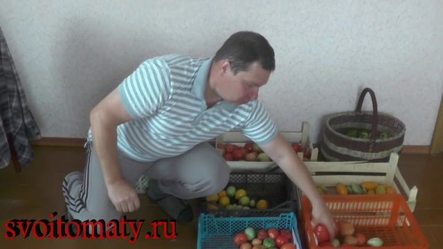 Как дозревают помидоры смотреть онлайн