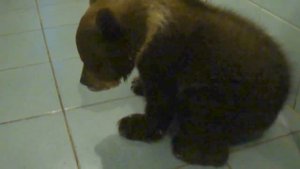 Сеня как побежит)))