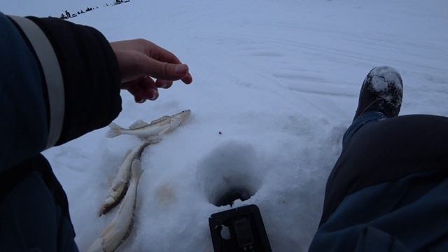 Судак на ОВХ. Морской - 31 км. 2021г. #рыбалка #зимняярыбалка #рыбалканасудака