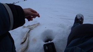 Судак на ОВХ. Морской - 31 км. 2021г. #рыбалка #зимняярыбалка #рыбалканасудака