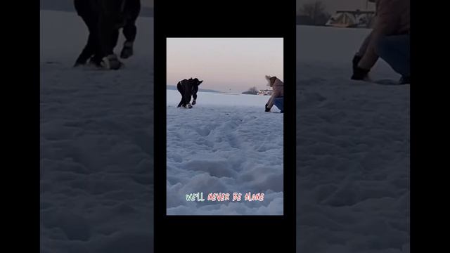 A Therian Christmas :3 - Therian/Quadrobist edit (credits are in the comments) смотреть онлайн