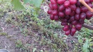 Виноград Зоренька 2021г.