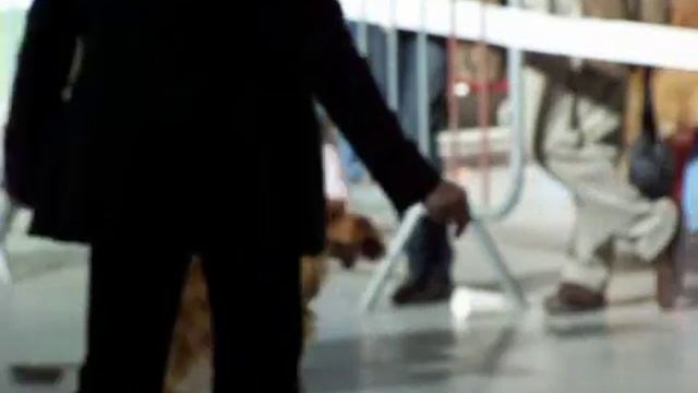 Exposition NIORT FRANCE - 9 FEV 08 - N°3 CACS смотреть онлайн