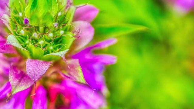 Epilepsi（Sara Hastalığı＋Sara Nöbeti）Tedavisi 🟢 Şifalı Rife Frekansları🌱 Saf İzokronik Tonlar　(Part1 смотреть онлайн