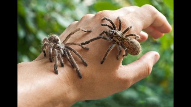 Паук во сне - К чему снятся пауки? смотреть онлайн