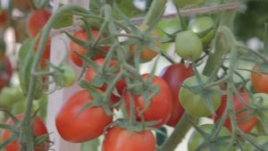 Томат детерминантный Шпинель F1