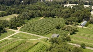 Introducing the 2020 Amazing Maize Maze at Queens Farm