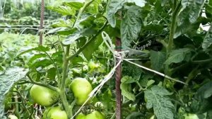 Потрясающе красивый, вкусный и урожайный сорт томата/Обзор сорта из каталога