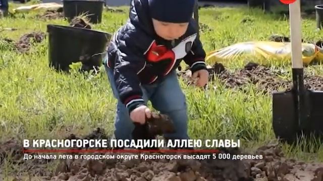КРТВ. В Красногорске посадили Аллею Славы
