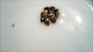 Как отобрать и подготовить к проращиванию семена винограда