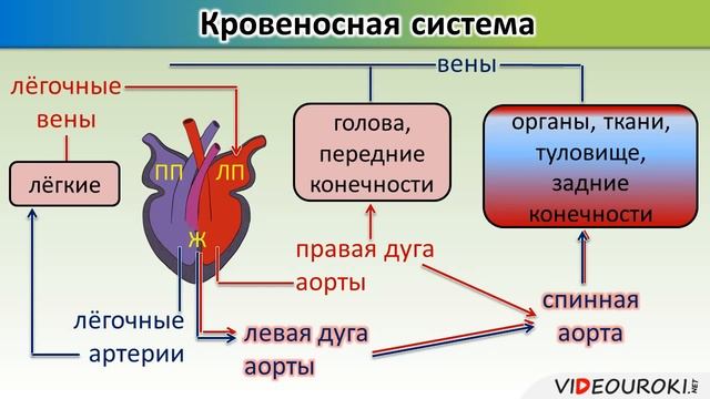 Урок по биологии 'Внутреннее строение пресмыкающихся'