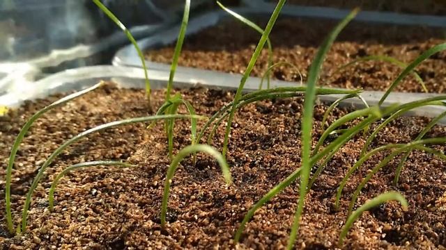 Заказывали Семена Лилий Через Интернет? Проверьте, Что у вас Выросло. смотреть онлайн