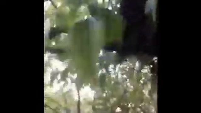 СНИМАЕМ РОЙ ? смотреть онлайн