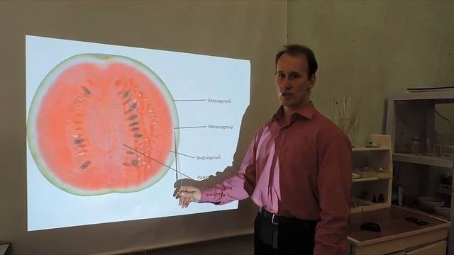 Классификация плодов