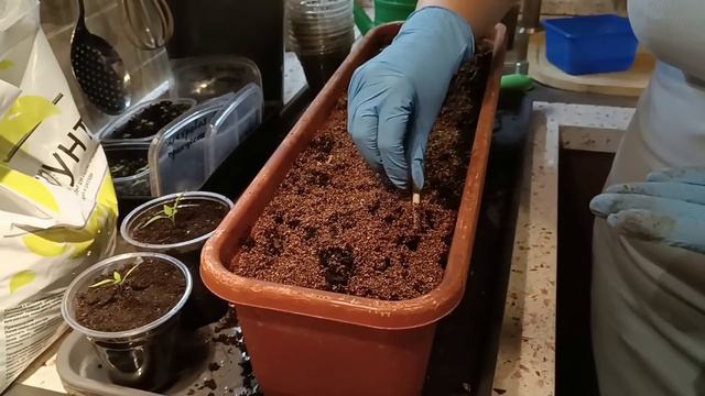 ТАК ПРОСТО СЕЮ ЛУК НА РАССАДУ | ГИГАНТСКИЙ ЭКСИБИШЕН И ПОРЕЙ ИЗ СЕМЯН