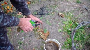 Размножение винограда отводкой. Результат через ДВА месяца.