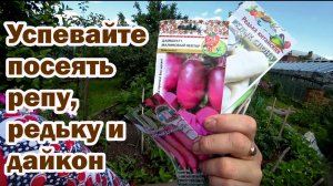 Пришло время сеять репу, редьку и дайкон