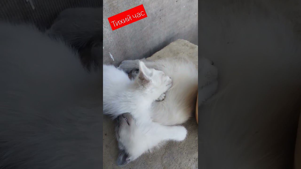тихий час #котята смотреть онлайн