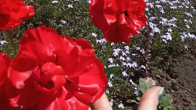 Буйство красок в апреле! Цветут тюльпаны, флокс шиловидный... смотреть онлайн