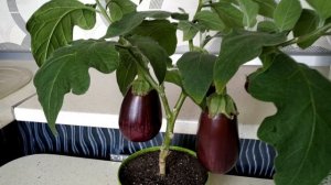 Урожай в АПРЕЛЕ - КАК вырастить БАКЛАЖАН? в КВАРТИРЕ ?