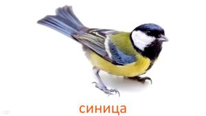 Птицы. Карточки Домана #1