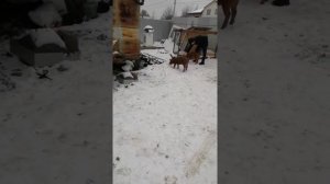 Поросята Дюрок в 3 месяца, экстерьер чистой породы