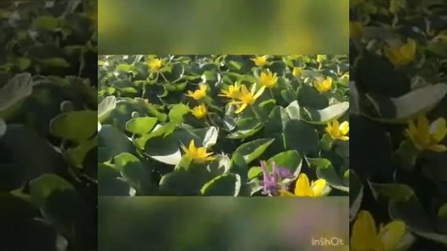 Весенние экскурсии. Часть 1. смотреть онлайн