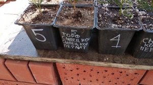 24 апреля 2023. ПЕРЕСАДКА укоренённых туй смарагд в горшки Р9. Сыпец, перлит, торф