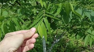 Орех черный