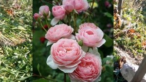 ПИОНОВИДНЫЕ РОЗЫ!