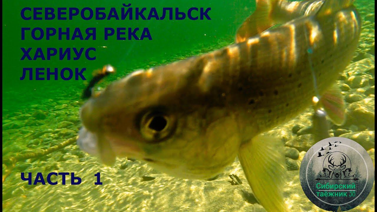 Рыбалка на ХАРИУСА и ЛЕНКА , горная река , пороги  в Северобайкальске . ЧАСТЬ  1.