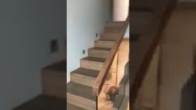 Отделка лестницы и перила из стекла смотреть онлайн