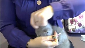 ЕЖЕДНЕВНЫЙ УХОД БРИТАНСКИХ И ШОТЛАНДСКИХ КОТЯТ