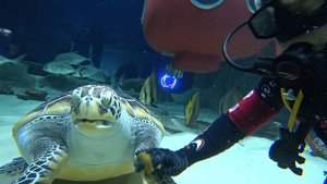 Покормить черепаху в Московском океанариуме на ВДНХ. Дайвинг в океанариуме.