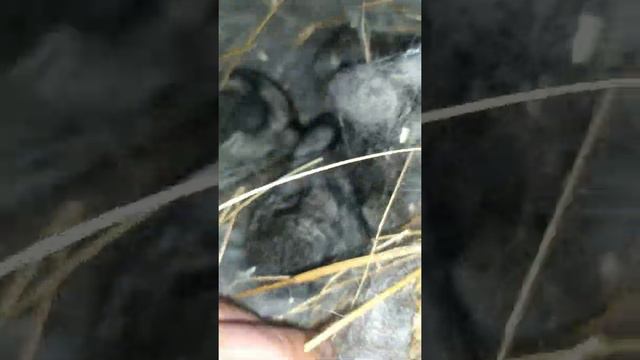 малыши крольчата//2 месяца//17 дней//10 дней смотреть онлайн