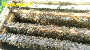 Налёт #пчёл на матку. Только в крайнем случае!!! Чтобы не отпустить #рой.