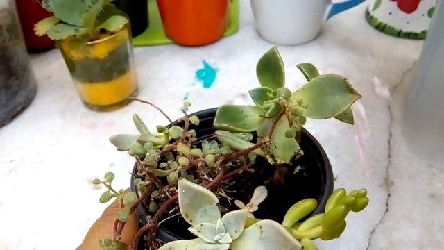 #Mammillaria Prolifera#Com sua floração ? смотреть онлайн