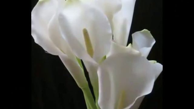 Цветочная феерия смотреть онлайн