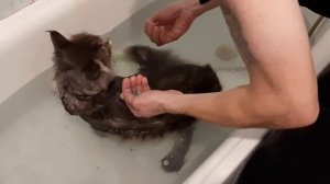 Как помыть кота