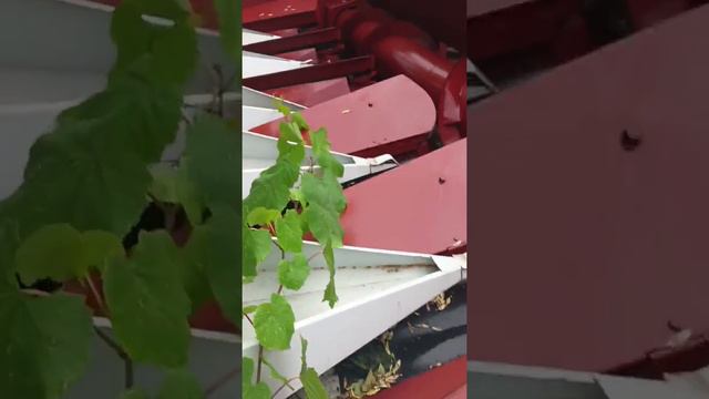 Жатка для уборки подсолнечника Псп - 610 Falcon 670 экспресс-обзор от Виталия Белоглазова смотреть онлайн