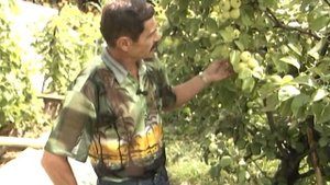 Советы опытного садовода о плодоношении яблони