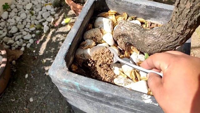 How Bloom Bougainvillea Again. Tips and Update смотреть онлайн