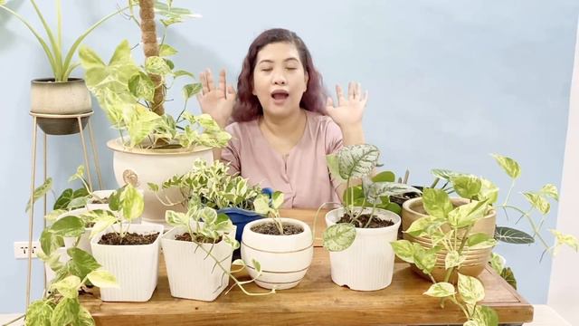 Pothos Care Tips And Propagation + Varieties