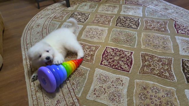 Щенки мареммадевочки