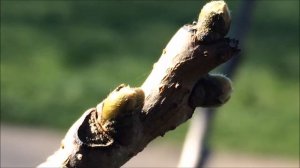 Pride of India (Koelreuteria paniculata) - buds close up - February 2018