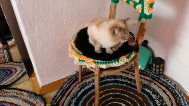 Сшила наволочки Выгнала кота  Деревенские будни