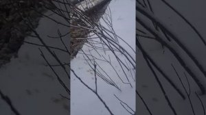 Зил 131 на арочных колесах в снегу по болоту