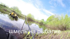 Шмель мохнатый жужжит на рыбалке.