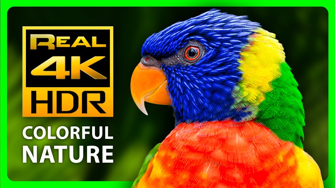 Самые красивые цвета природы в 4K HDR ? Разноцветные животные. Антистрессовая музыка - 4к видео