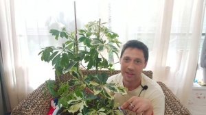 Шок- мощный рост Кротон Шеффлера Фикус  на Цитокининовой пасте